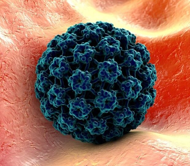 نموذج ثلاثي الأبعاد لفيروس الورم الحليمي البشري المسبب للثآليل على اليدين